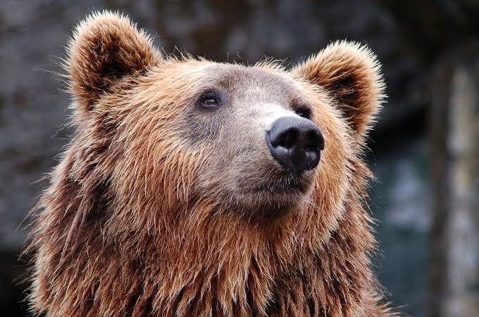 В США зафиксировано рекордное нашествие голодных медведей на города